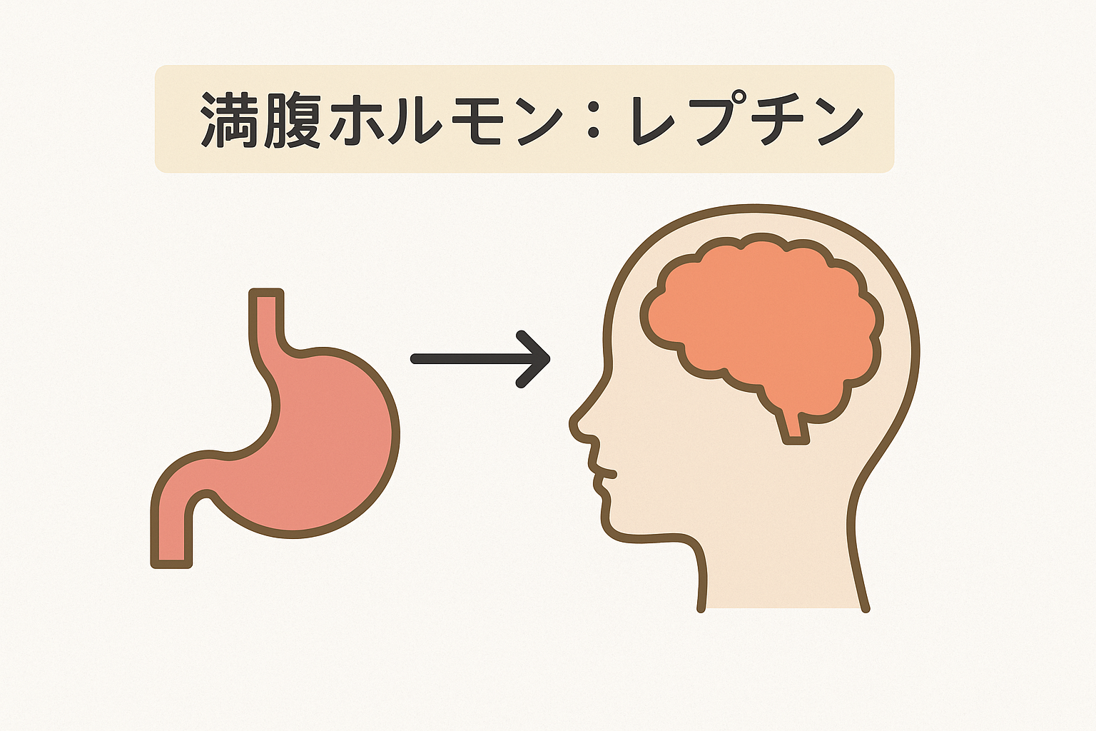 レプチンと満腹感の関係を示すシンプルな図解。立川でダイエットを成功させたい人向けにWAFFLE GYMが作成した資料。