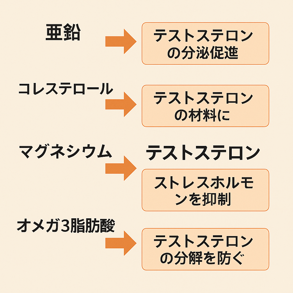 亜鉛 → テストステロン分泌促進」などの関連図