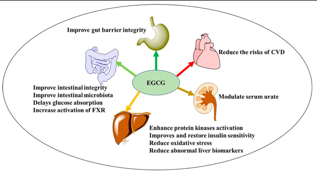 緑茶カテキンEGCGが脂肪吸収抑制・褐色脂肪活性化・代謝アップに作用する仕組みを説明した図